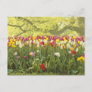 Postal Tulipanes coloridos en un parque 2
