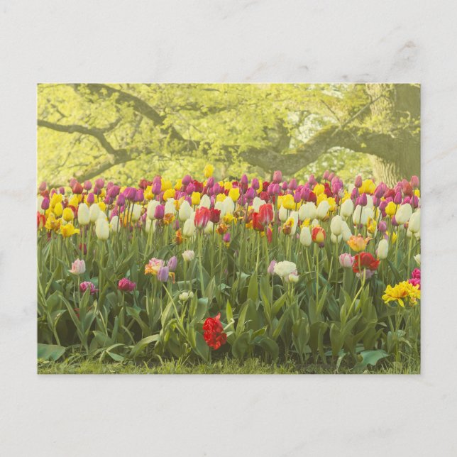 Postal Tulipanes coloridos en un parque 2 (Anverso)