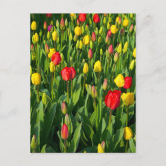 Postal Tulipanes coloridos II
