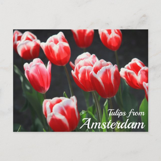 Postal Tulipanes de Amsterdam (Anverso)