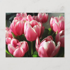 Postal Tulipanes de Amsterdam 2