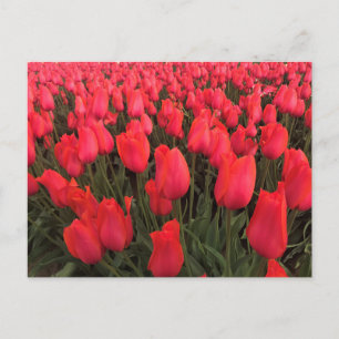 Postal Tulipanes de color rosa coral