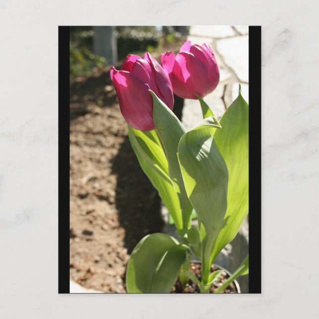 Postal Tulipanes de la madre (Anverso)