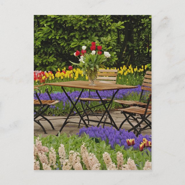 Postal Tulipanes de mesa en el jardín, Keukenhof Gardens, (Anverso)