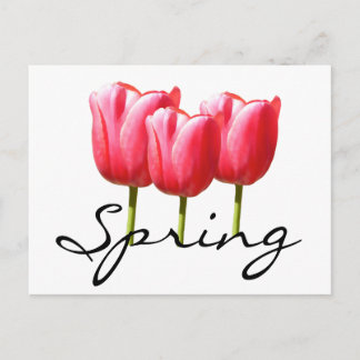 Postal Tulipanes de primavera