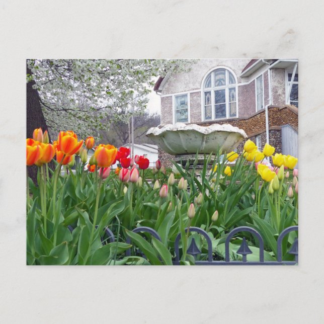 Postal Tulipanes de primavera (Anverso)