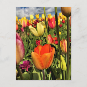 Postal Tulipanes de primavera coloridos