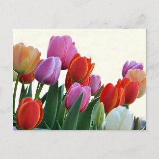 Postal Tulipanes de primavera coloridos