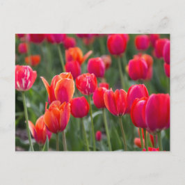 Postal Tulipanes de primavera en Edmonton
