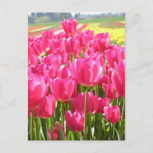 Postal Tulipanes de primavera en Oregón