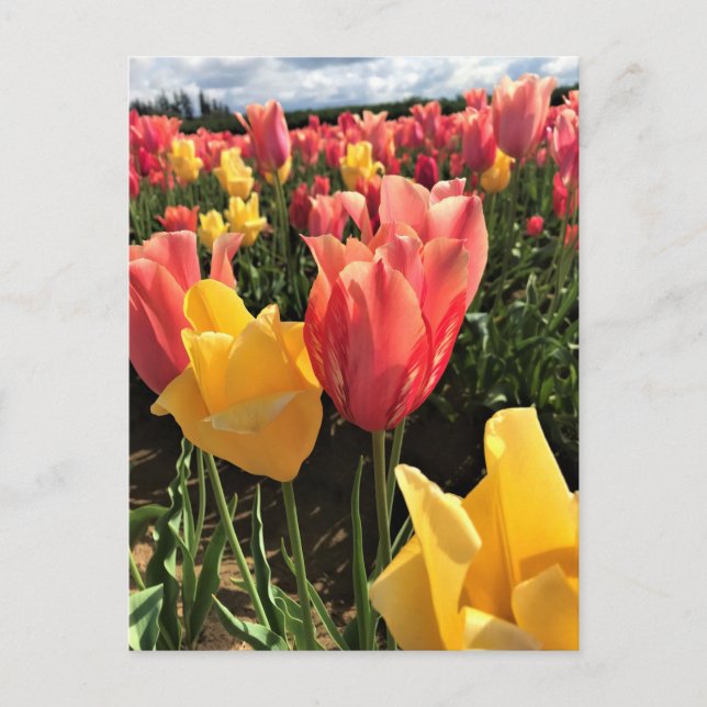 Postal Tulipanes de primavera en un campo, Oregón (Anverso)