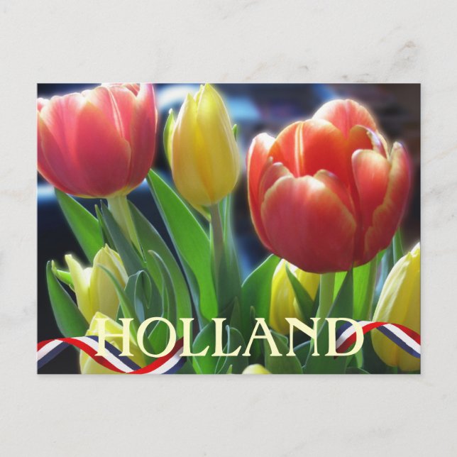 Postal Tulipanes de primavera roja y amarilla Holcard pos (Anverso)