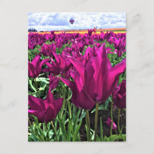 Postal Tulipanes de Sueño Púrpura