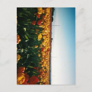 Postal tulipanes del valle del skagit