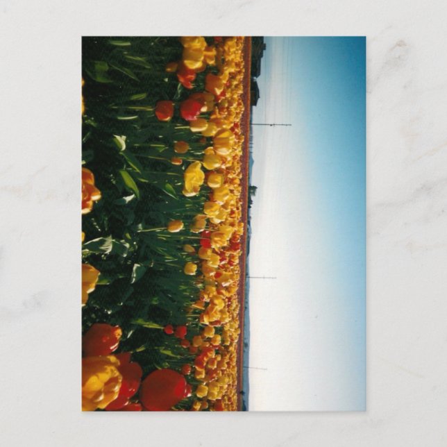 Postal tulipanes del valle del skagit (Anverso)