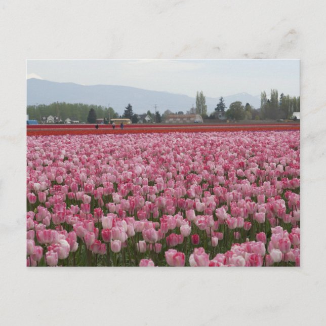 Postal Tulipanes del valle del Skagit rosado (Anverso)