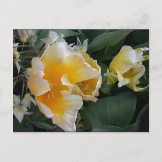 Postal Tulipanes dorados