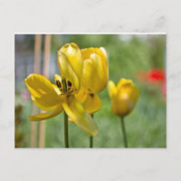 Tulipanes en desarrollo