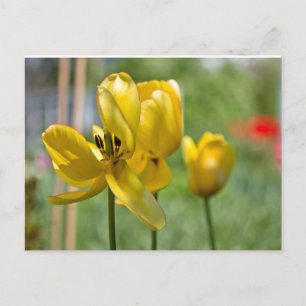 Postal Tulipanes en desarrollo