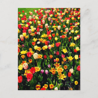 Postal Tulipanes en flor