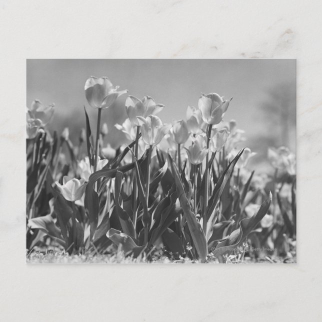 Postal Tulipanes en flor (Anverso)