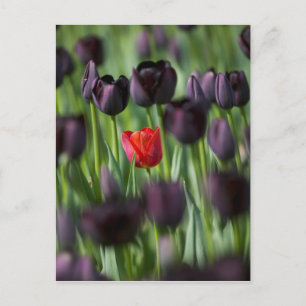 Postal Tulipanes en jardines de Keukenhof, Amsterdam,
