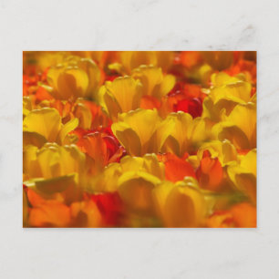 Postal Tulipanes en los jardines de Keukenhof, Ámsterdam,