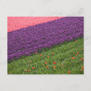Postal Tulipanes en los jardines de Keukenhof, Ámsterdam,