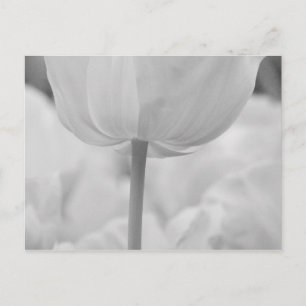 Postal Tulipanes en los jardines de Keukenhof, Holanda.