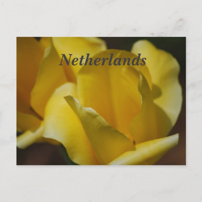 Postal Tulipanes en los Países Bajos (Anverso)