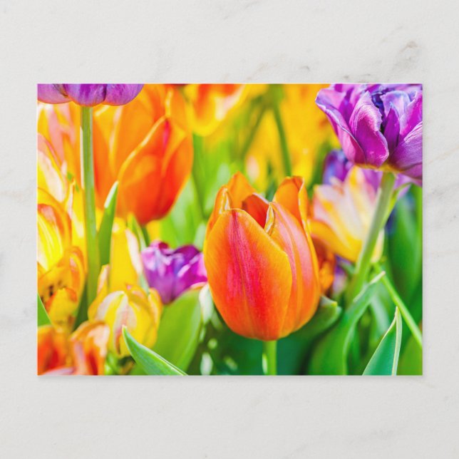 Postal Tulipanes encantadores (Anverso)