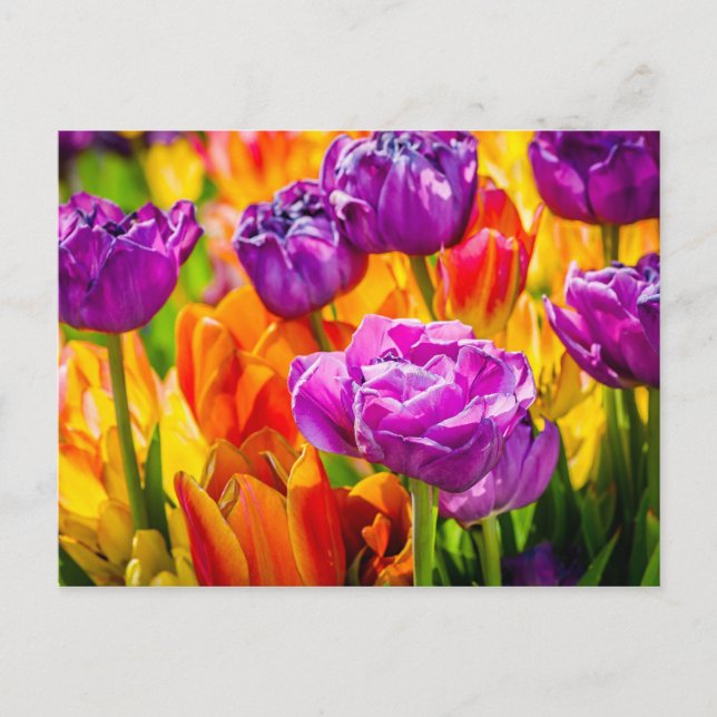 Postal Tulipanes Encantadores 12a (Anverso)