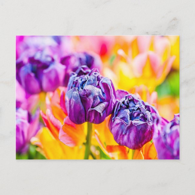 Postal Tulipanes encantadores 14 (Anverso)