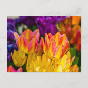 Postal Tulipanes Encantadores 16