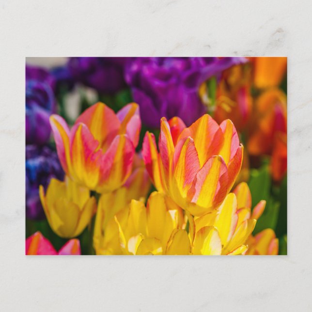 Postal Tulipanes Encantadores 16 (Anverso)
