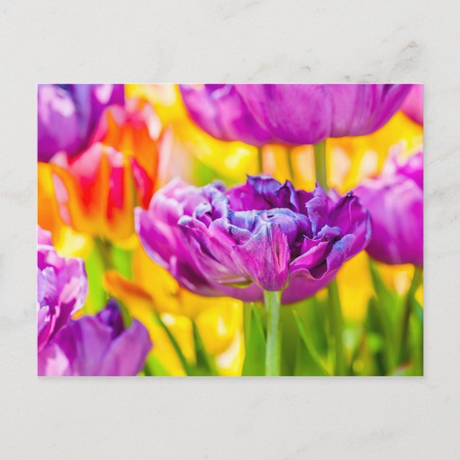 Postal Tulipanes Encantadores Rosa Oscuro (Anverso)