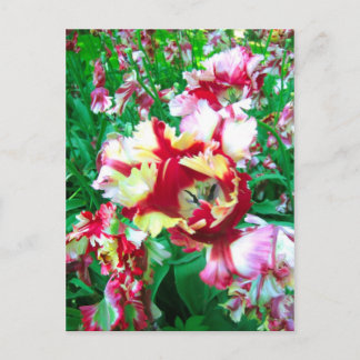 Postal Tulipanes especiales - Postcard