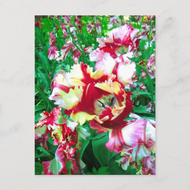 Postal Tulipanes especiales - Postcard (Anverso)