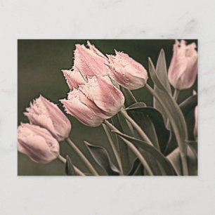 Postal Tulipanes estilizados