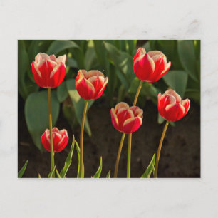 Postal Tulipanes, Festival de Tulipanes, Woodburn, Oregon