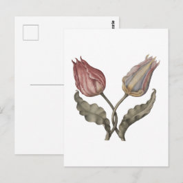Postal Tulipanes, flor de primavera ilustración botánica 