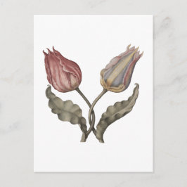 Postal Tulipanes, flor de primavera ilustración botánica