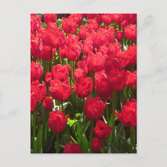 Postal tulipanes flora roja (Anverso)