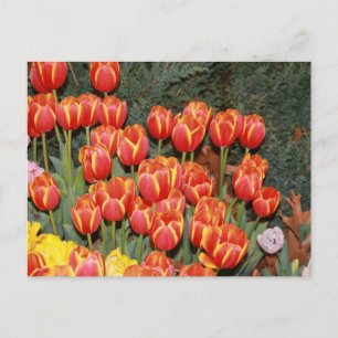 Postal ¡Tulipanes floreciendo!