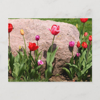Postal Tulipanes florecientes
