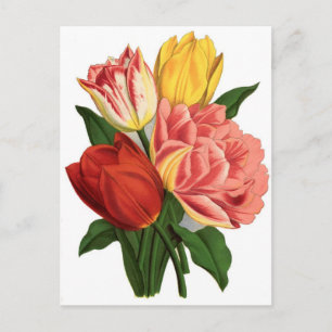 Postal tulipanes flores vintage vintage bellas flores