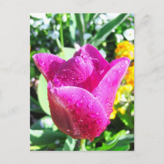 Postal Tulipanes frescos - Postcard