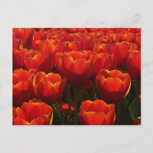 Postal Tulipanes holandeses (Anverso)