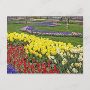 Postal Tulipanes, jacintos de uva y narcisos,