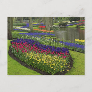 Postal Tulipanes, jacintos de uva y narcisos,